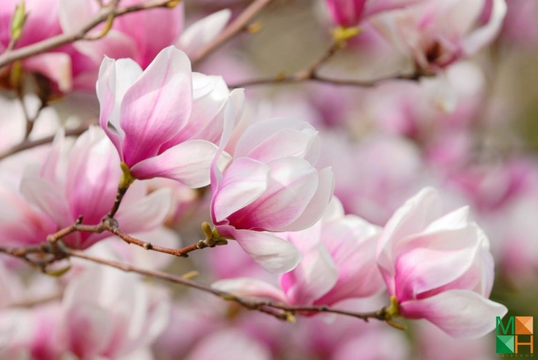 Tranh dán tường Hàn Quốc tại Hà Nội hoa mộc lan FW - 003